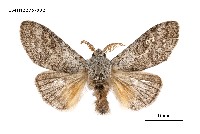 藏品(接茸毒蛾)的圖片